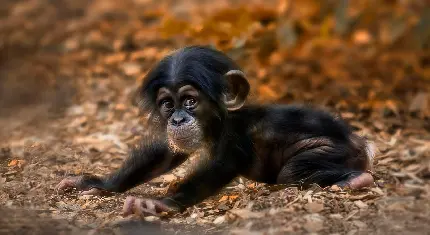 عکس بچه شامپانزه بامزه و کیوت