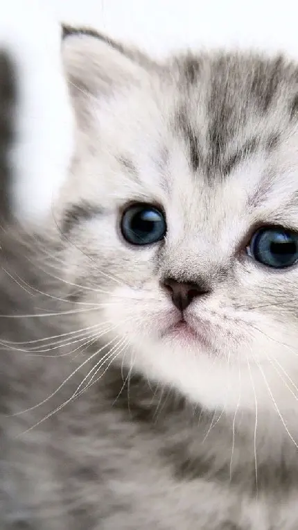 عکس بچه گربه زیبا و شیرین