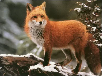 دانلود عکس روباه زیبا در طبیعت