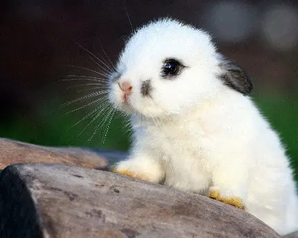 عکس خرگوش کوچولوی بامزه