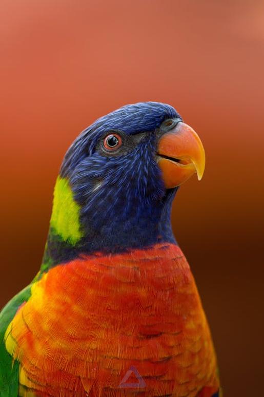 عکس طوطی با رنگ پرتقالی و آبی و سبز