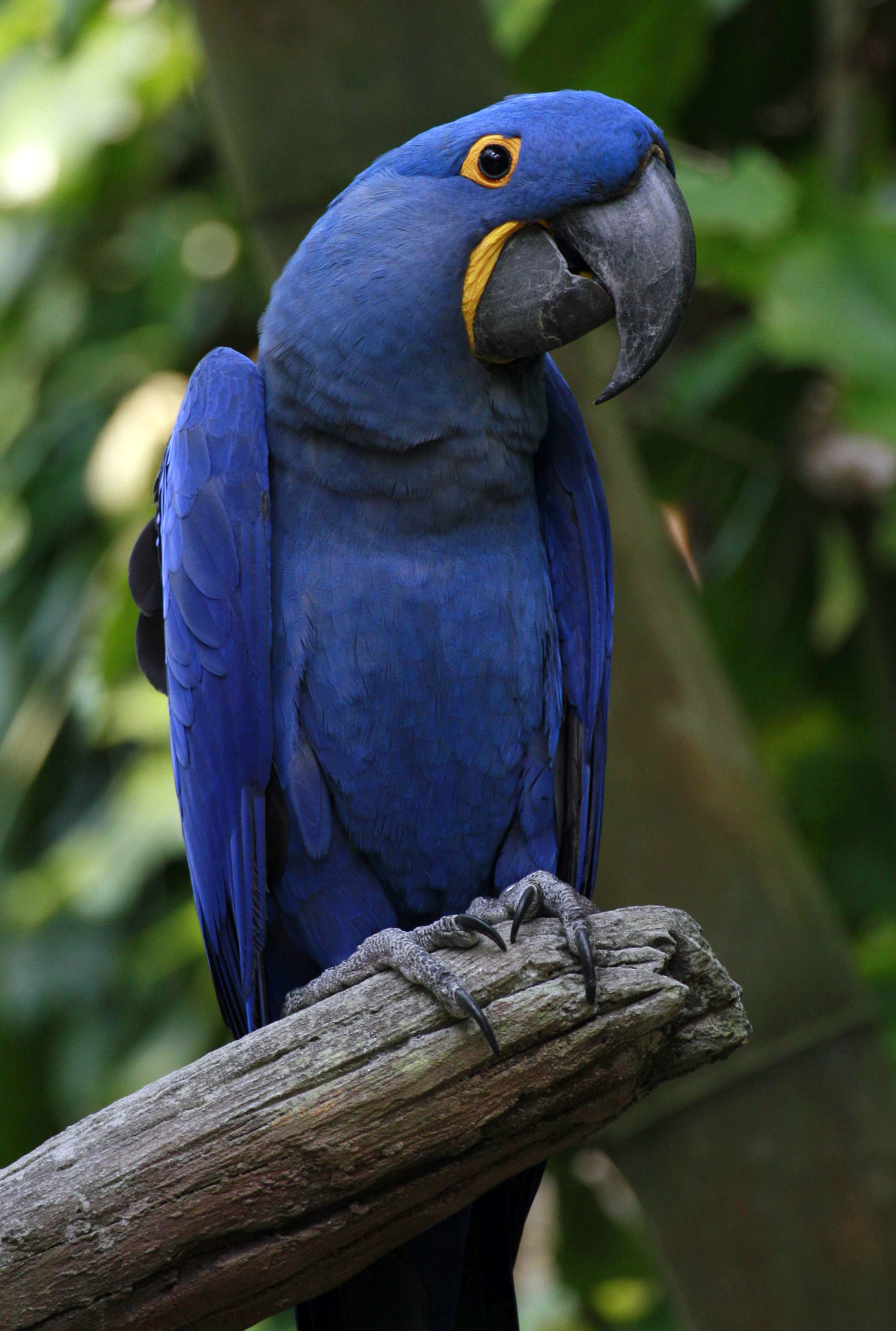 عکس پرنده ی آبی و زیبای مکائو سنبلی