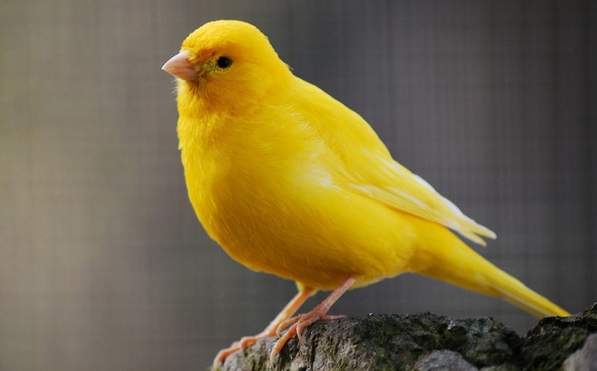 دانلود عکس پرنده ی قناری زرد و خوشرنگ