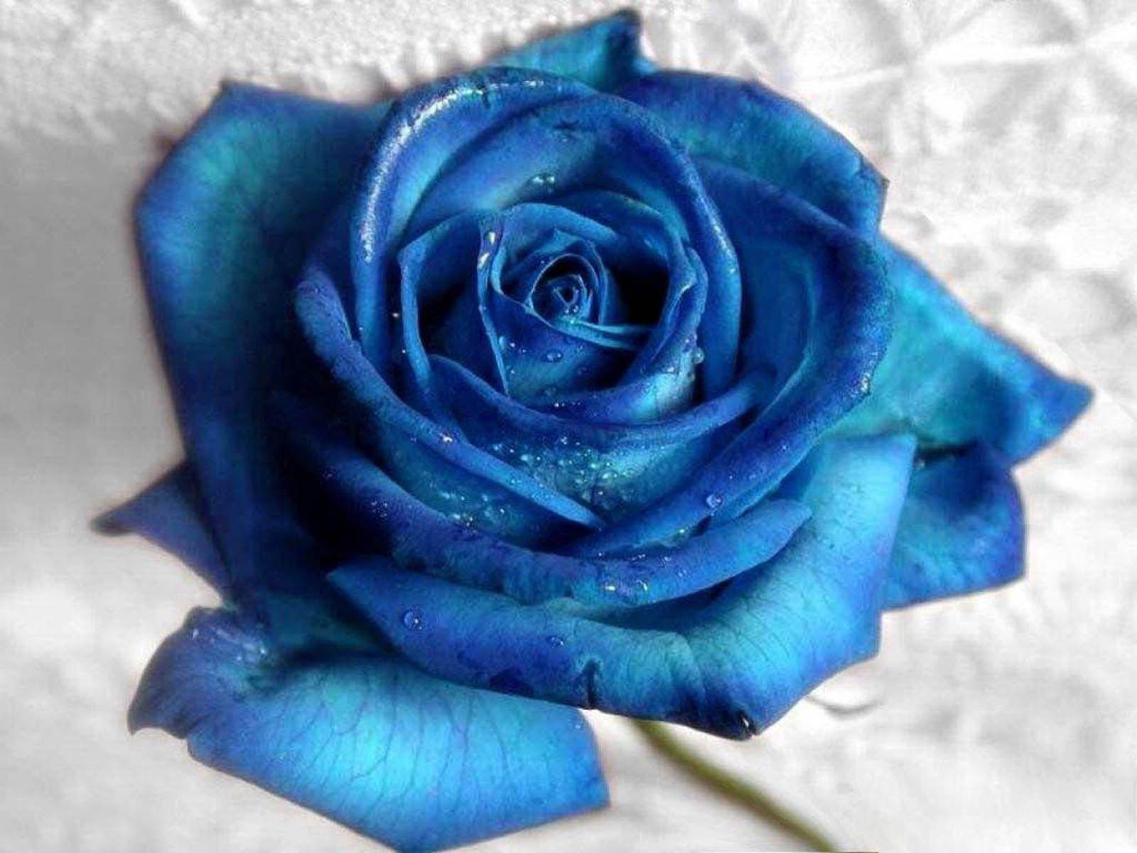 عکس بسیار زیبا از گل رز آبی برای پروفایل