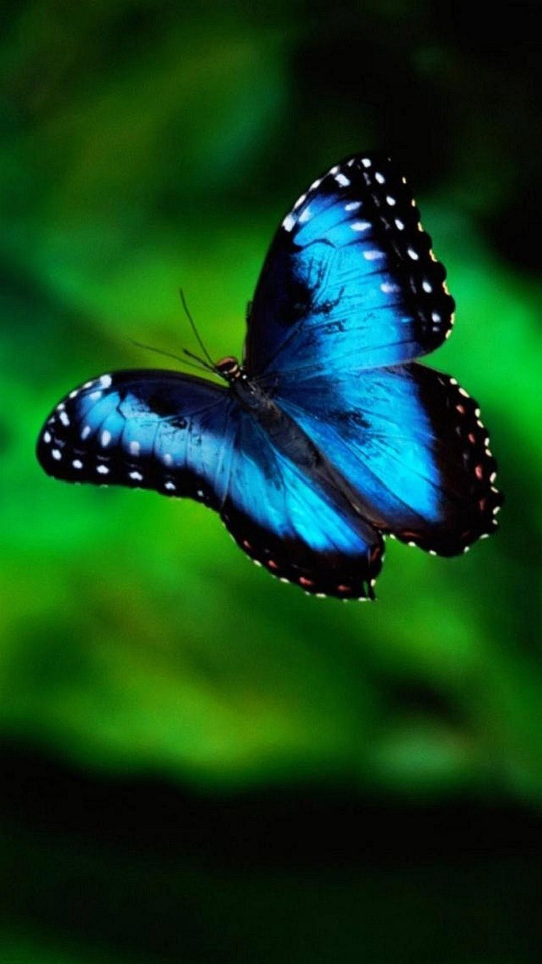 دانلود والپیپر پروانه آبی برای آیفون 7
