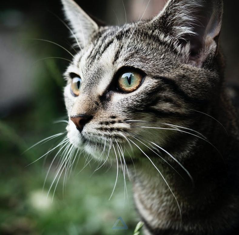 عکس گربه خاکستری از نمای نزدیک