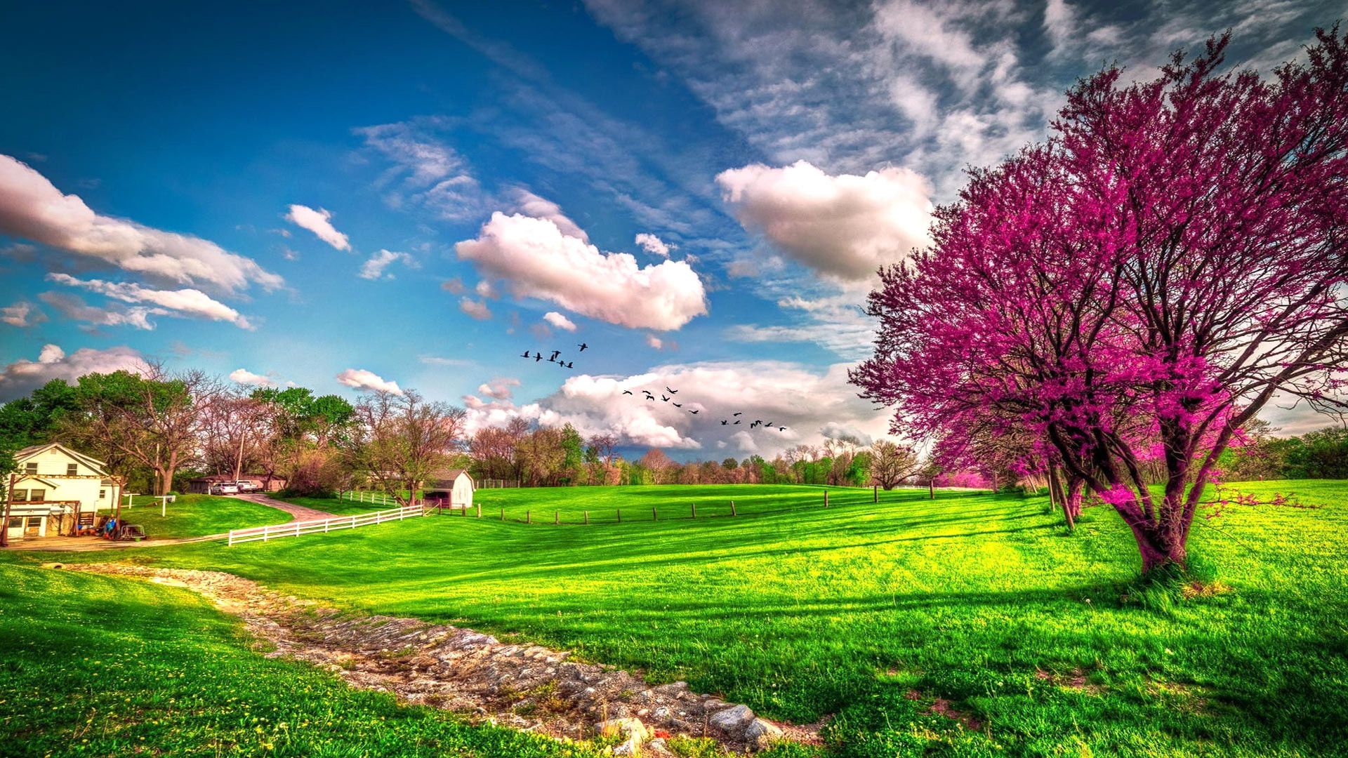 تصویر زمینه و والپیپر زیبا از یک مزرعه در فصل بهار
