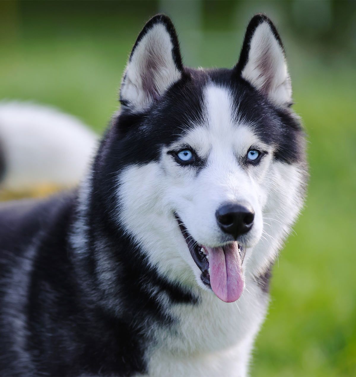 هاسکی،سگی متعلق به مناطق سردسیر آلاسکا
