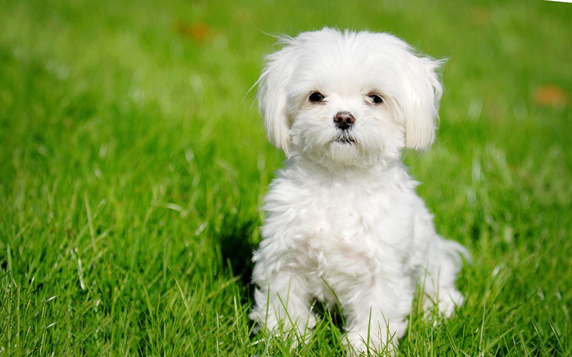 عکس و خصوصیات سگ مالتیز maltese عکس و خصوصیات سگ مالتیز maltese
