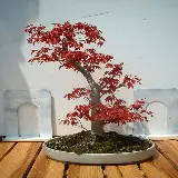 چاپ قاب موبایل و گوشی عکس گیاه زیبای افرای ژاپنی و روش نگهداری