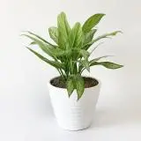 چاپ قاب موبایل و گوشی آگلونما یا گیاه همیشه سبز چینی