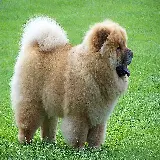 چاپ قاب موبایل و گوشی عکس و ویژگی سگ چاوچاو Chow Chow​