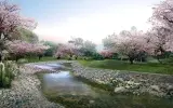 چاپ قاب موبایل و گوشی تصویر زمینه و والپیپر دریا و جنگل با کیفیت بالا