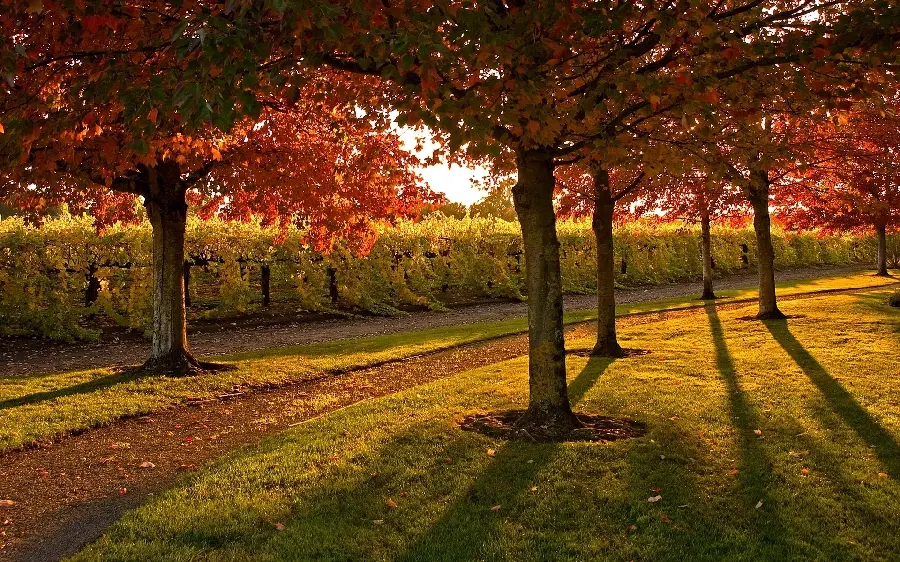 تصویر زمینه پاییزی با برگ های رنگی و مناظر دل انگیز