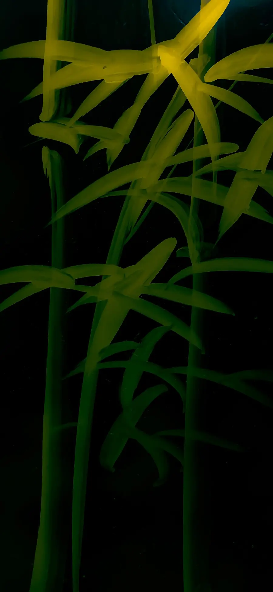 بک گراند موبایل بامبو با کیفیت بالا و رزولوشن 4K