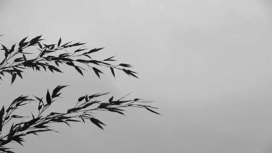 والپیپر دسکتاپ بامبو با کیفیت Full HD و 4K