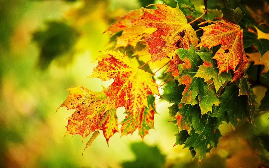 تصاویر پاییزی با مناظر طبیعی و رنگ های گرم
