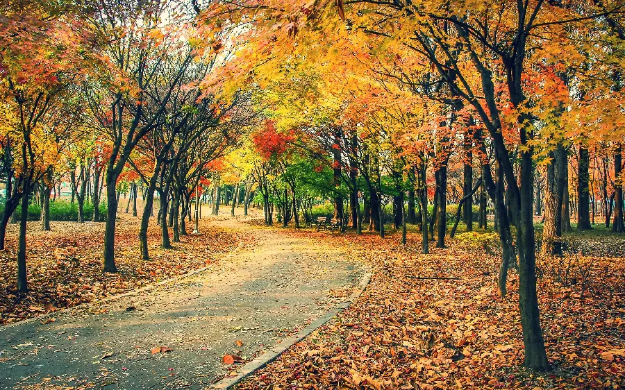 عکس های پاییزی با کیفیت 4K برای دانلود رایگان