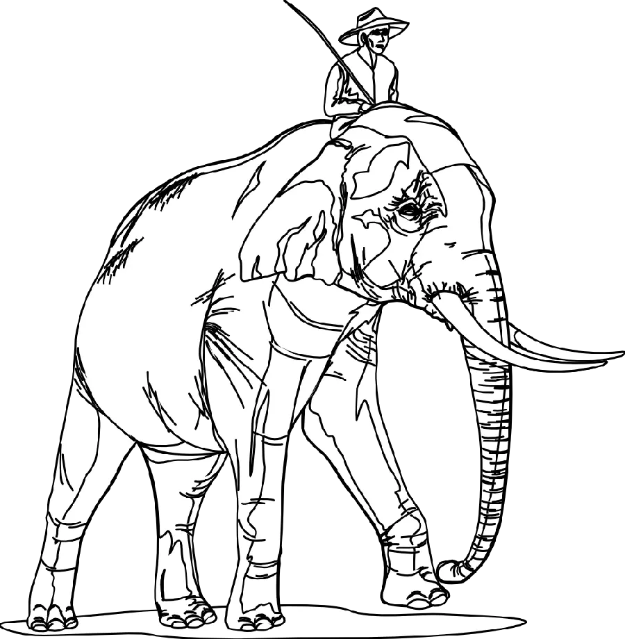 تصویر فیل ساده PNG بدون پس زمینه برای پرینت