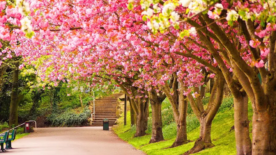 عکس بی نظیر شکوفه های صورتی با کیفیت بالا