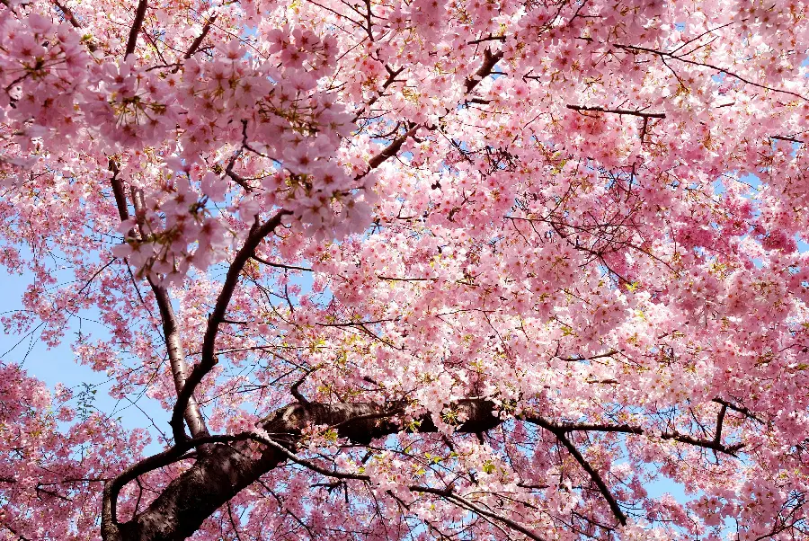 تصویر دوست داشتنی درخت پرگل با کیفیت بالا
