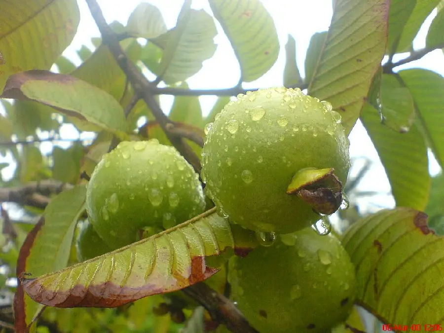 تصویر زمینه اندروید گوآوا با کیفیت بالا و طراحی مدرن