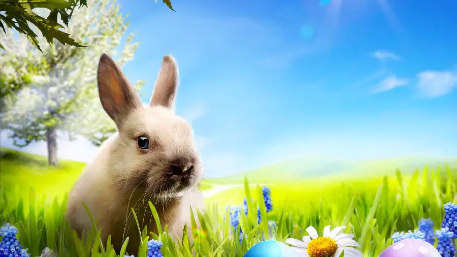 والپیپر خرگوش عید پاک با کیفیت فول اچ دی برای دسکتاپ