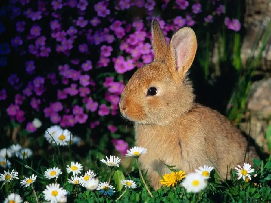 والپیپر خرگوش عید پاک با کیفیت فول اچ دی برای موبایل