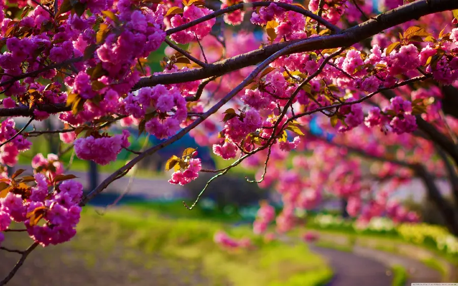 تصویر جذاب درخت گل دار با کیفیت 4K