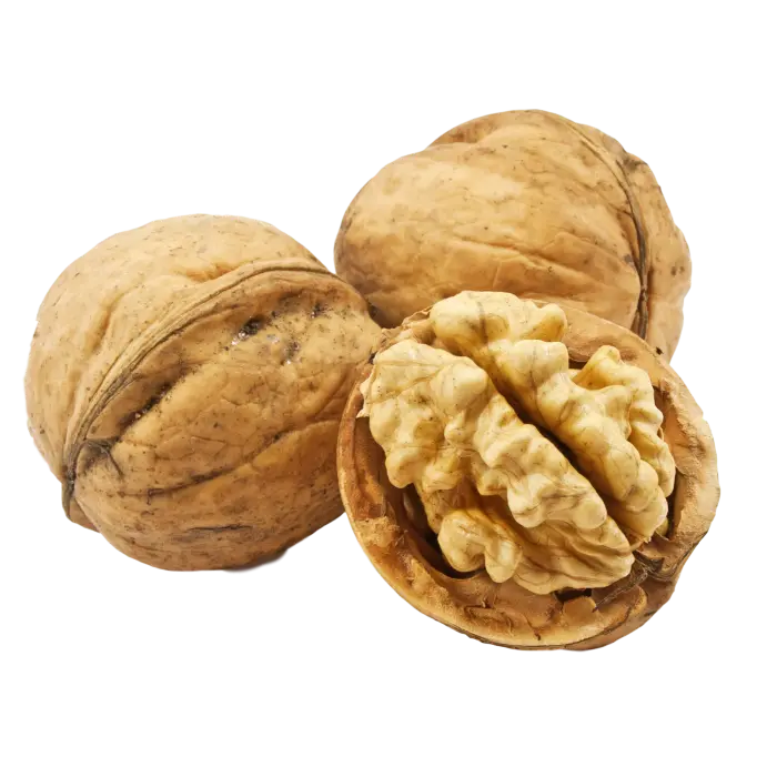عکس PNG گردو با طراحی زیبا و طبیعی