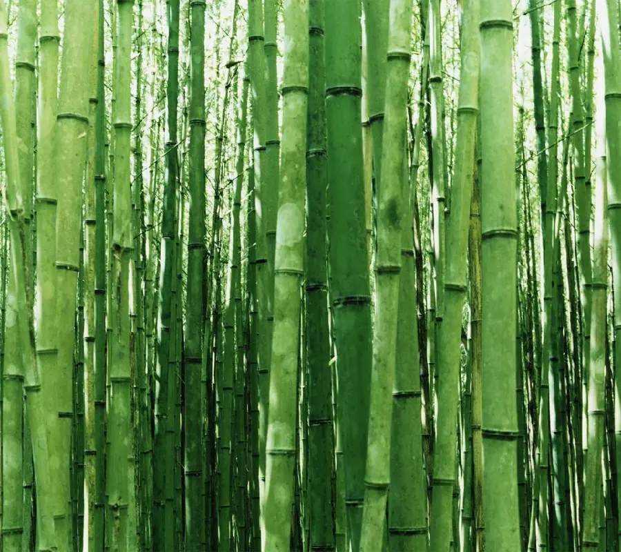 بک گراند مینیمال بامبو با کیفیت Full HD و 4K