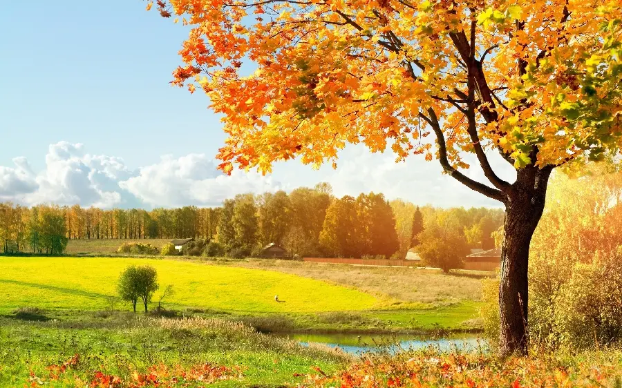 والپیپر دسکتاپ پاییزی با رنگ های گرم و دلنشین