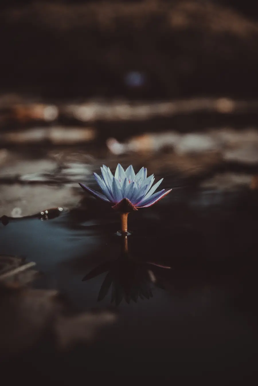 عکس نیلوفر آبی بنفش در آب برای پروفایل و پس زمینه