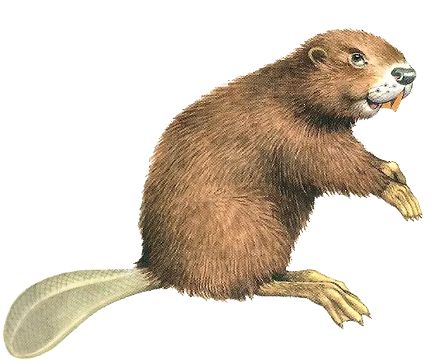 سگ آبی