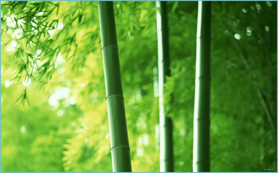 بک گراند هنری بامبو با کیفیت Ultra HD و Full HD