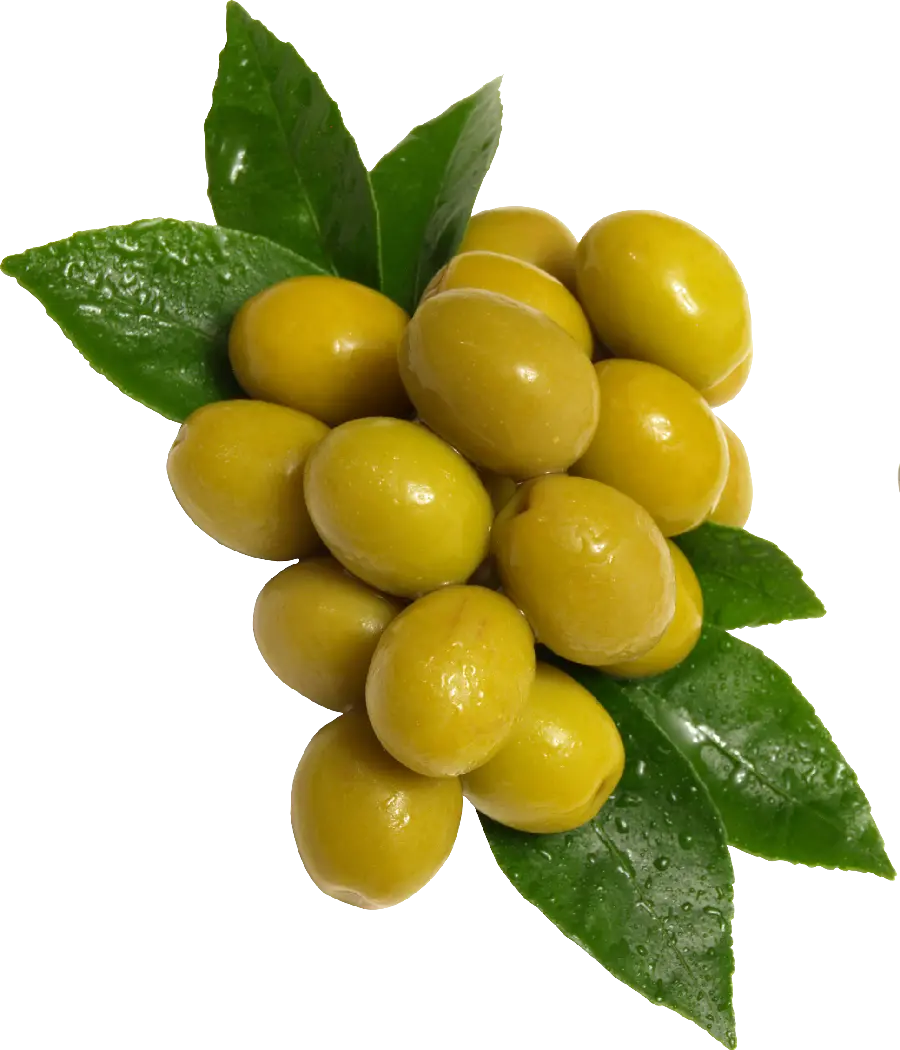 دانلود عکس پی ان جی png دور بری شده رایگان زیتون