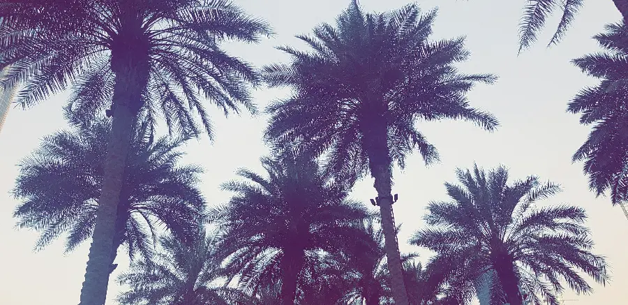 والپیپر درخت نخل بنفش با کیفیت فول اچ دی