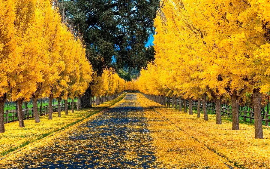 عکس های طبیعت پاییزی با برگ های رنگی و مناظر زیبا