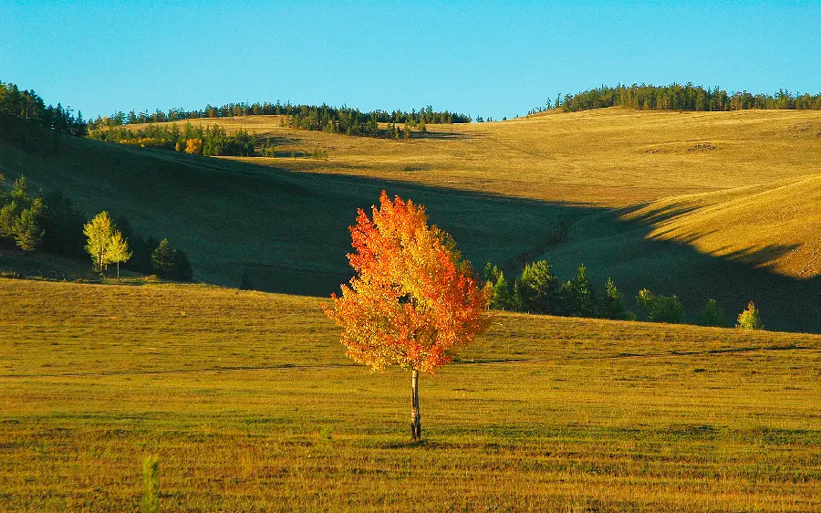 تصویر زمینه پاییزی با کیفیت HD برای موبایل