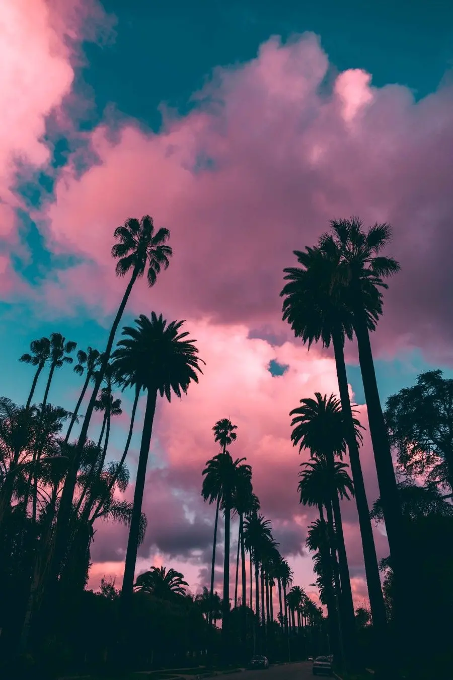 مسحورکننده ترین عکس نخل نئونی در شب