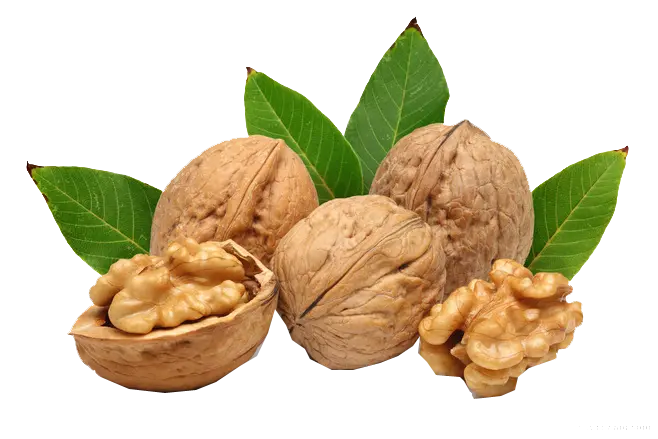 عکس پی ان جی گردوی نیمه شکسته با کیفیت بالا و بدون پس زمینه