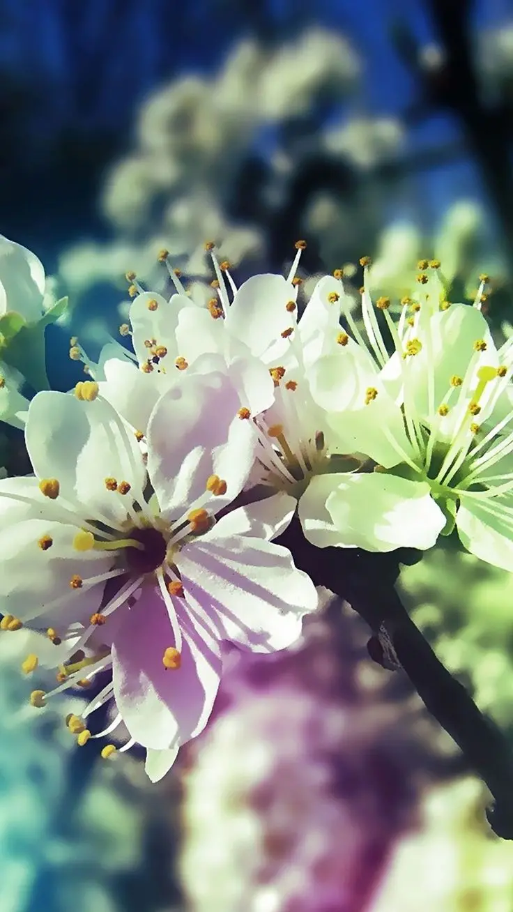 تصویر زمینه شکوفه های بهاری با کیفیت 4K برای والپیپر موبایل