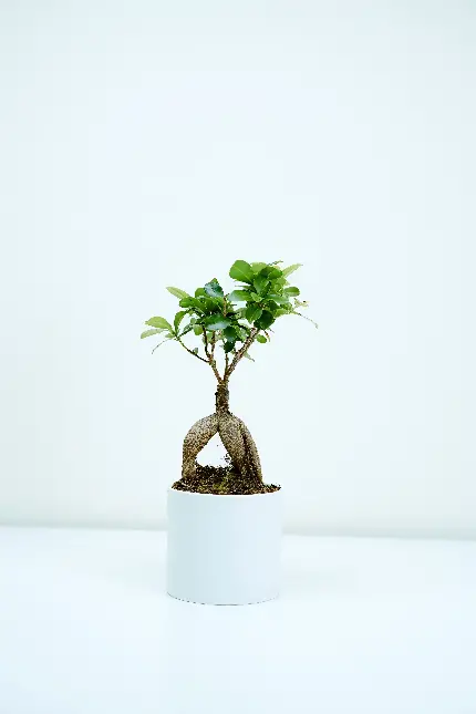بونسای سنتی ژاپنی با طراحی مینیمال