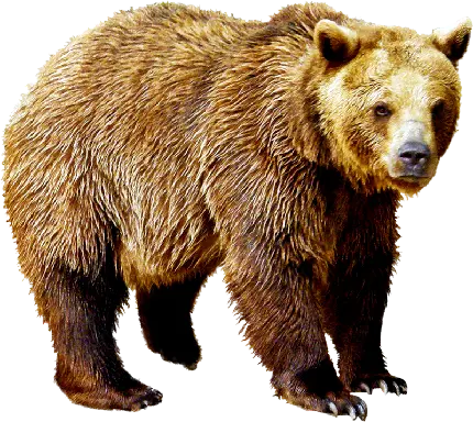 عکس PNG از خرس گریزلی دوربری شده با لینک مستقیم 