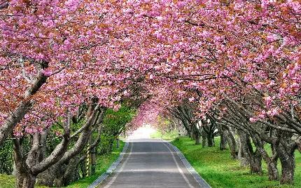 چاپ پوستر تصویر خیره کننده درخت پرگل با کیفیت Full HD