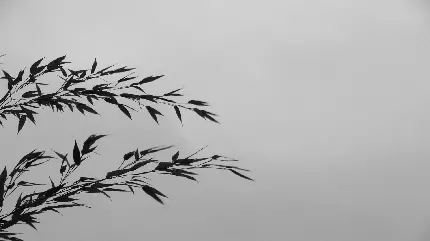 چاپ پوستر والپیپر دسکتاپ بامبو با کیفیت Full HD و 4K