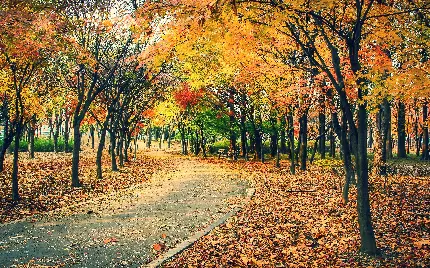 چاپ پوستر عکس های پاییزی با کیفیت 4K برای دانلود رایگان