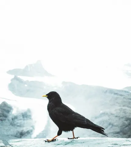 عکس هنری از پرنده سیاه در برف