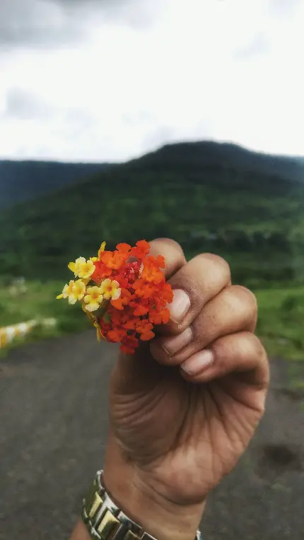 عکس ماکرو از گل با جزئیات ظریف