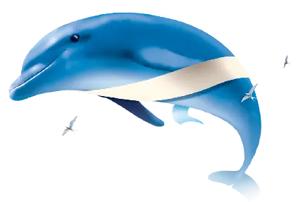 عکس‌های PNG دلفین مناسب برای طراحی